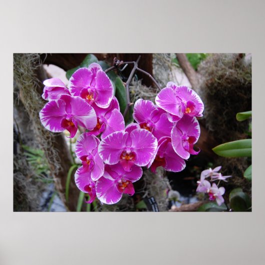 Phalaenopsis Orchid in Natural Habitat Poster (Voorkant)