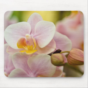 Phalaenopsis Orchid Muismat