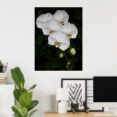 Phalaenopsis Orchid Poster (Thuiskantoor)