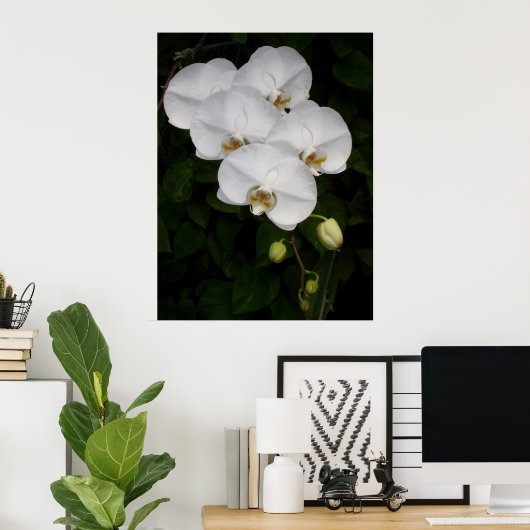 Phalaenopsis Orchid Poster (Thuiskantoor)