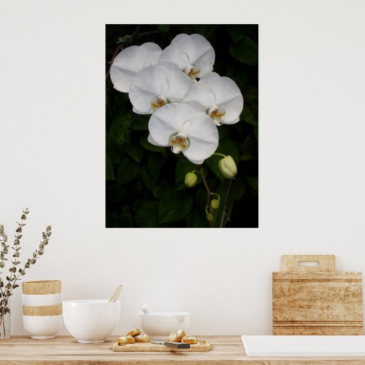 Phalaenopsis Orchid Poster (Keuken)