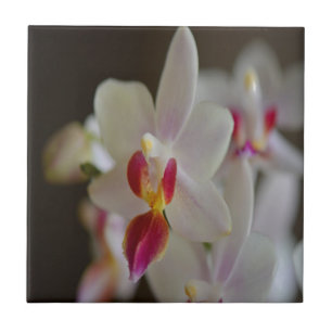 Phalaenopsis Orchid Tegeltje