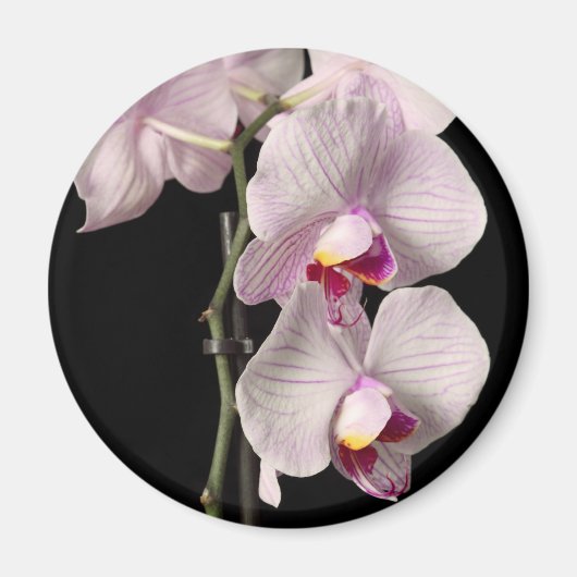 Phalaenopsis orchidee magneet (Voorkant)