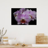 Phalaenopsis Orchideeën Poster (Keuken)