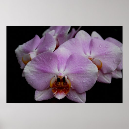 Phalaenopsis Orchideeën Poster (Voorkant)