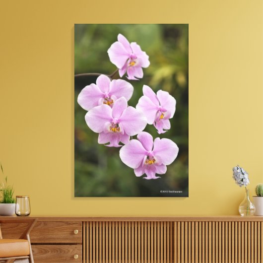 Phalaenopsis Schilleriana Canvas Afdruk (Insitu (Woonkamer))