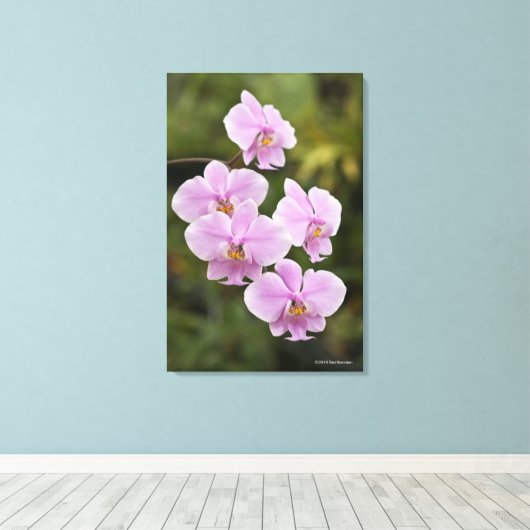 Phalaenopsis Schilleriana Canvas Afdruk (Insitu (Houten vloer))