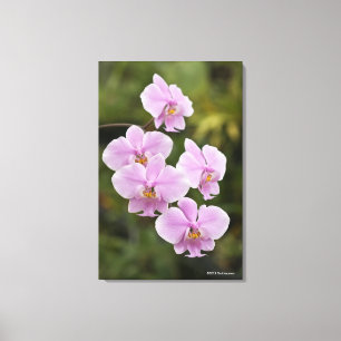 Phalaenopsis Schilleriana Canvas Afdruk