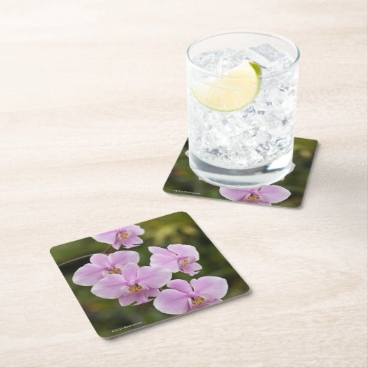 Phalaenopsis Schilleriana Kartonnen Onderzetters (Insitu)