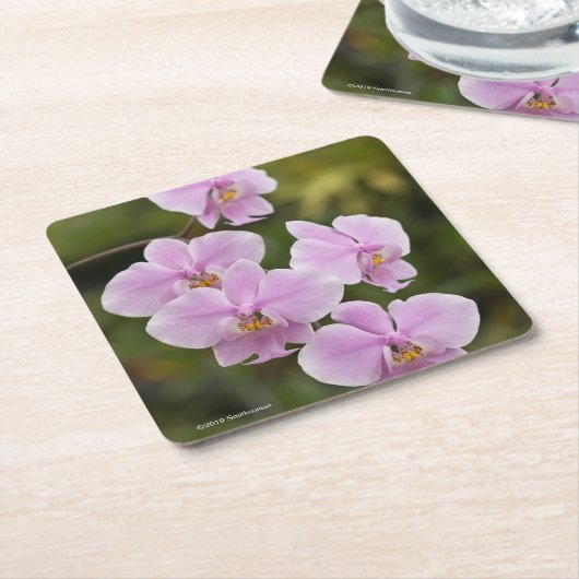 Phalaenopsis Schilleriana Kartonnen Onderzetters (Schuin)