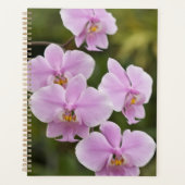 Phalaenopsis Schilleriana Planner (Voorkant)
