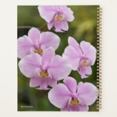 Phalaenopsis Schilleriana Planner (Achterkant)