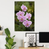 Phalaenopsis Schilleriana Poster (Thuiskantoor)
