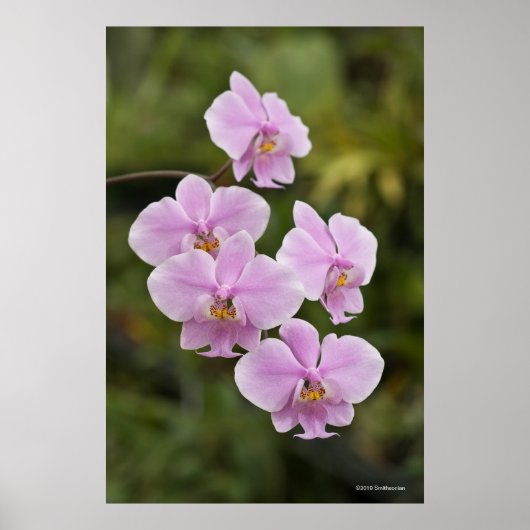 Phalaenopsis Schilleriana Poster (Voorkant)