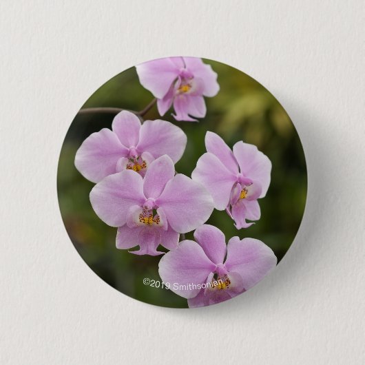 Phalaenopsis Schilleriana Ronde Button 5,7 Cm (Voorkant)