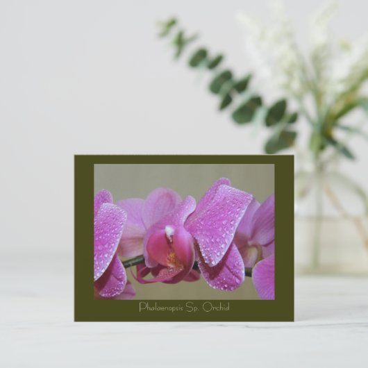 Phalaenopsis Sp. Orchid Briefkaart (Staand voorkant)