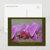Phalaenopsis Sp. Orchid Briefkaart (Voorkant / Achterkant)