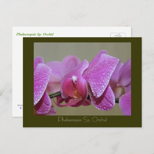Phalaenopsis Sp. Orchid Briefkaart (Voorkant / Achterkant)