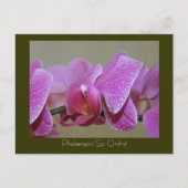 Phalaenopsis Sp. Orchid Briefkaart (Voorkant)