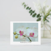 Phalaenopsis sp. Orchid Briefkaart (Staand voorkant)