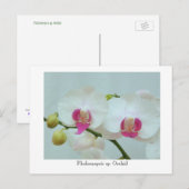 Phalaenopsis sp. Orchid Briefkaart (Voorkant / Achterkant)