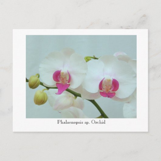 Phalaenopsis sp. Orchid Briefkaart (Voorkant)