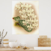 Phalaenopsis stuartiana Orchid Poster (Keuken)