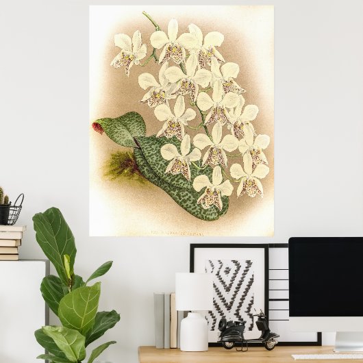 Phalaenopsis stuartiana Orchid Poster (Thuiskantoor)