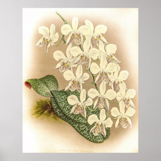 Phalaenopsis stuartiana Orchid Poster (Voorkant)