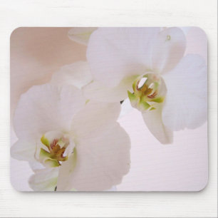Phalaenopsis White Wild Orchid bloemen in bloem Muismat