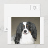 Phalene Papillon Briefkaart (Voorkant / Achterkant)