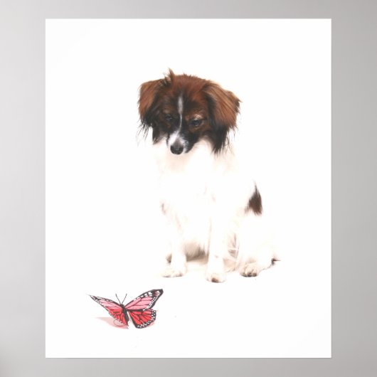 Phalene Papillon met vlinder Poster (Voorkant)