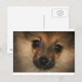 Phantom Dog Briefkaart (Voorkant / Achterkant)