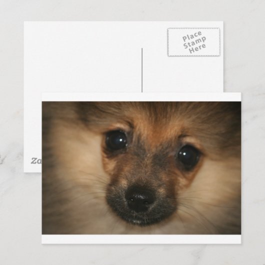 Phantom Dog Briefkaart (Voorkant / Achterkant)