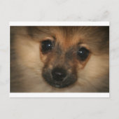 Phantom Dog Briefkaart (Voorkant)