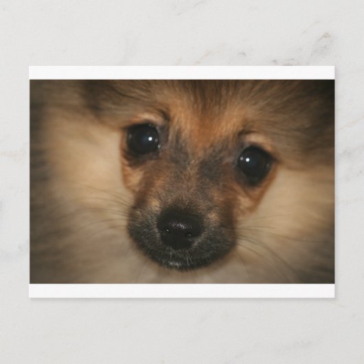 Phantom Dog Briefkaart (Voorkant)