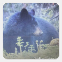 Phantom het zwarte Beer