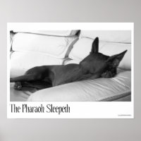 Pharaoh Hound | Pharoah Sleepeth