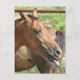 Phbttttt!!!! Briefkaart