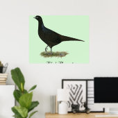 Pheasant Black Hen Poster (Thuiskantoor)