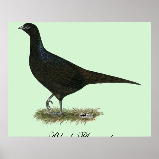 Pheasant Black Hen Poster (Voorkant)