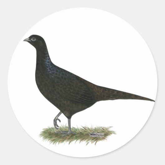 Pheasant Black Hen Ronde Sticker (Voorkant)