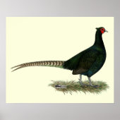 Pheasant Black Rooster Poster (Voorkant)