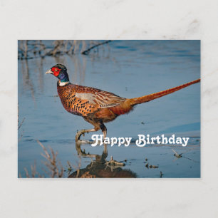 Pheasant Blue Water Foto van Birthday Briefkaart