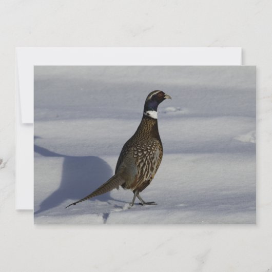 Pheasant in de sneeuw - plat Wenskaart Kaart (Voorkant)