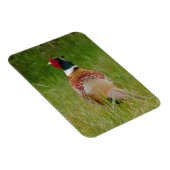 Pheasant Magnet Magneet (Rechterzijde)