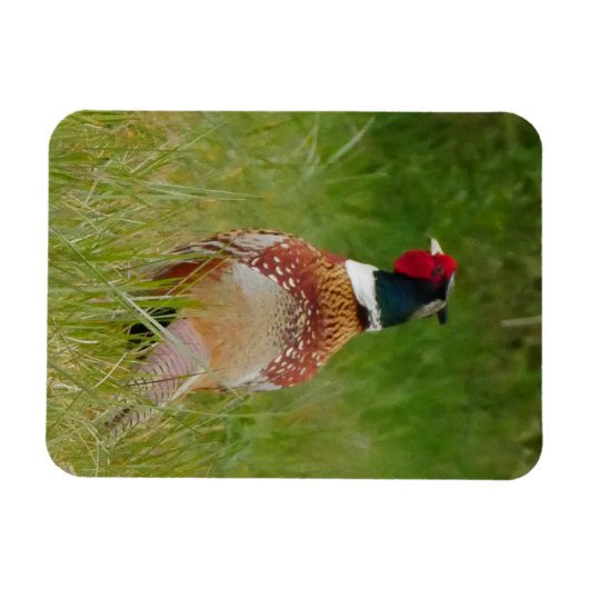 Pheasant Magnet Magneet (Horizontaal)