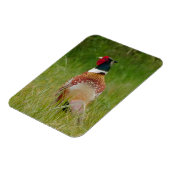 Pheasant Magnet Magneet (Linkerzijde)