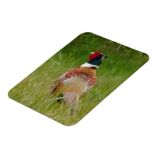 Pheasant Magnet Magneet (Linkerzijde)