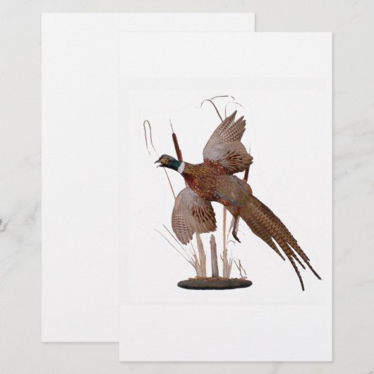 Pheasant Mount (Voorkant / Achterkant)